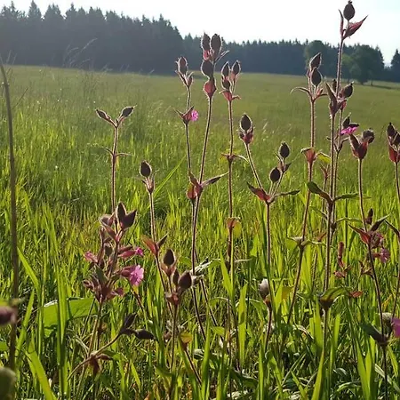 Magistrala Bedřichov