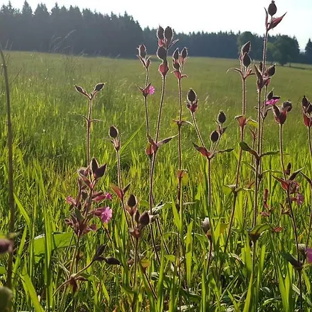 Magistrala Bedřichov